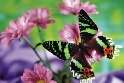 Natureza