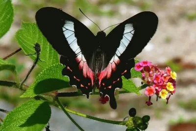 Natureza