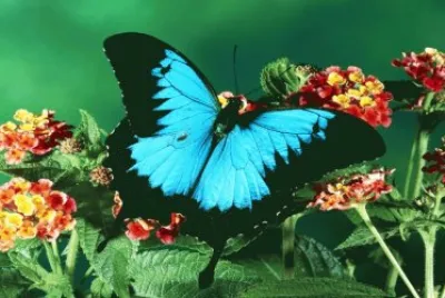 Natureza