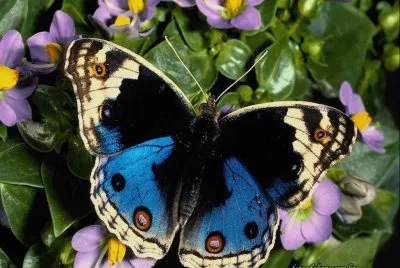 Natureza