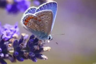 Natureza
