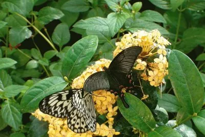 Natureza jigsaw puzzle