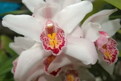 Natureza
