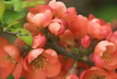 Natureza jigsaw puzzle