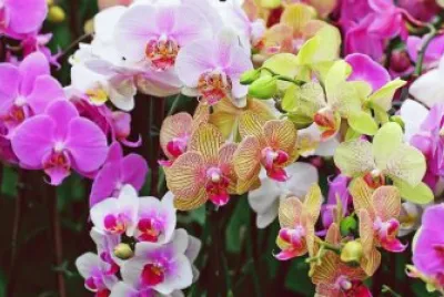 Natureza jigsaw puzzle