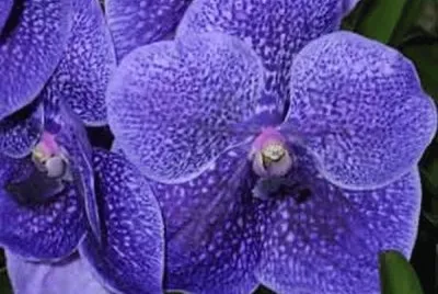 Natureza jigsaw puzzle