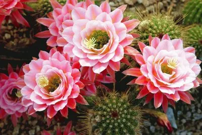 Natureza jigsaw puzzle