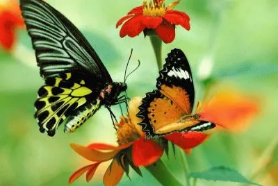 Natureza jigsaw puzzle