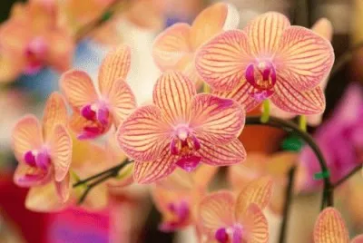 Natureza jigsaw puzzle