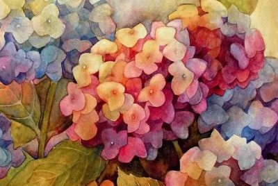 Amazing Hortensia