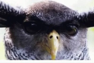 ×¢×™× ×™×™×