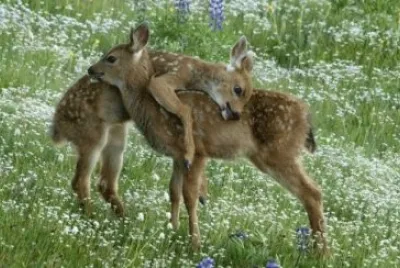 ×—×™×‘×•×§