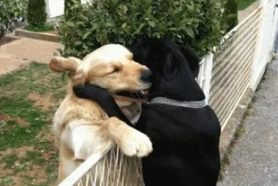 ×›×œ×‘×™×6