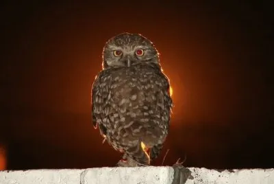 lechuza de las vizcacheras