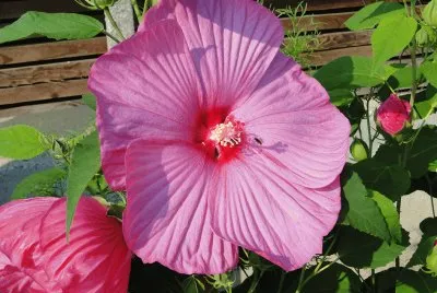 hibiskus