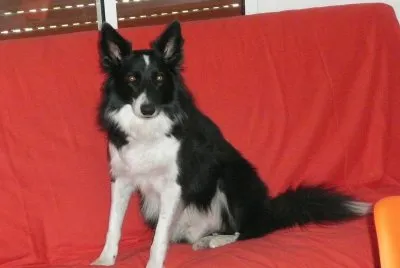 kenaÃ¯ sur le canapÃ©