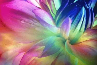 Colorful Gardenia