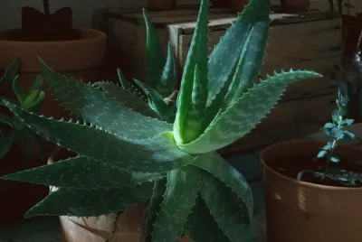 Aloe nocturno