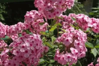 phlox