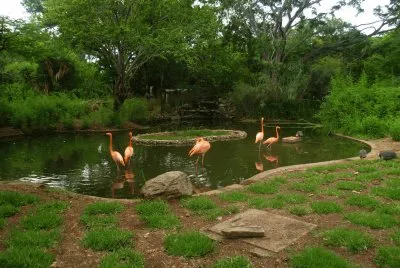 flamingos