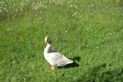 Gans auf Wiese