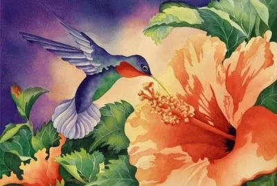 Beautiful Hummingbird