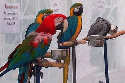 Parrots
