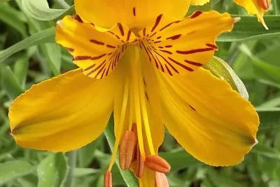 Amarillo intenso