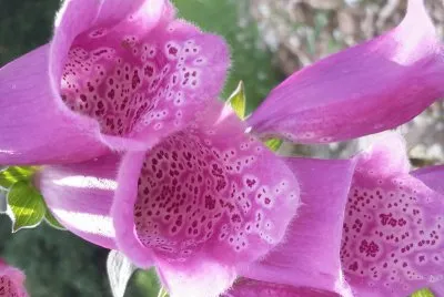 Campanitas