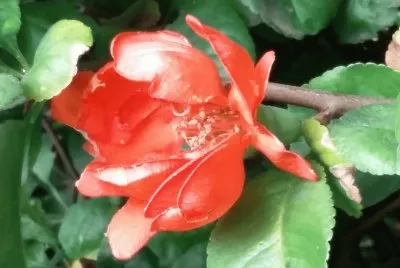 Flores de la isla