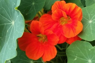Flores de la isla