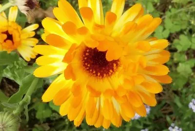 Amarilla