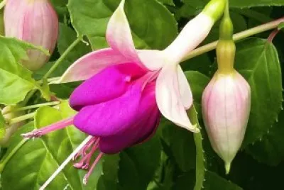 Fucsia