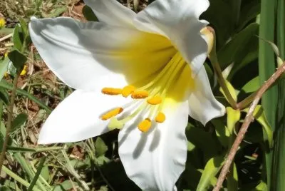 Blanca