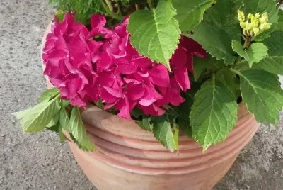 Crisantemos
