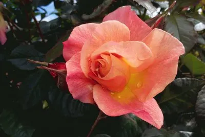 Rosada