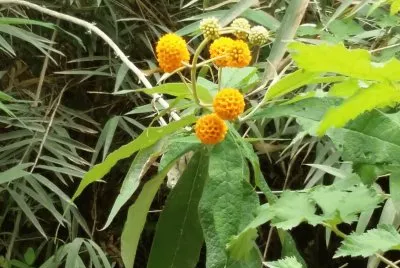 Matico