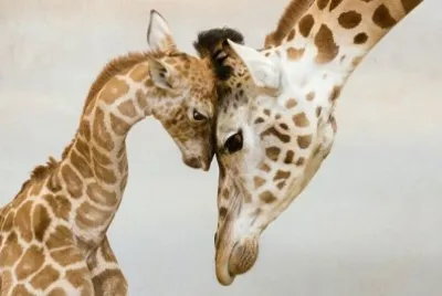 ××ž×”×•×ª