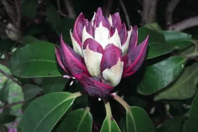Capullo