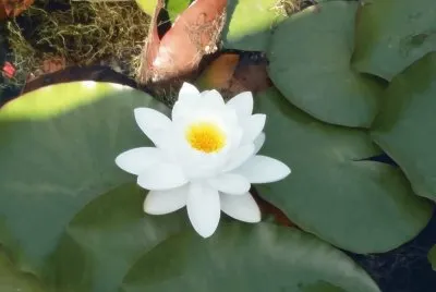 Loto
