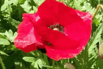 Amapola