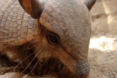 chaetophractus vellerosus