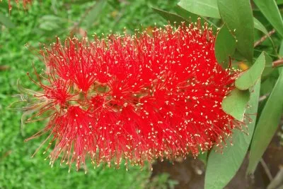 callistemon citrinus