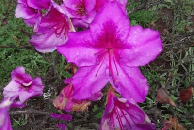 Flor