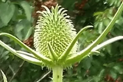 Capullo
