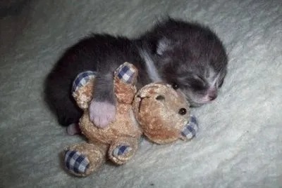 gatito con su mascota