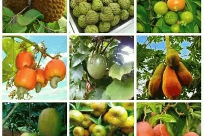 frutas jigsaw puzzle