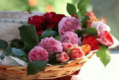rosas jigsaw puzzle