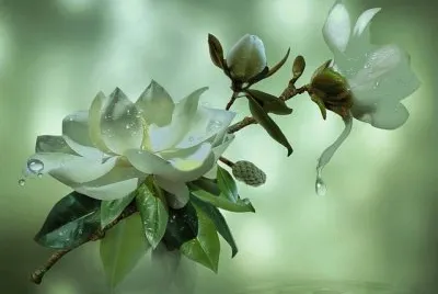 imagens jigsaw puzzle