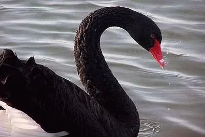 Black Swan